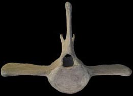 Vertèbre de baleine