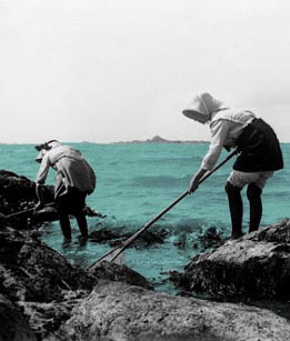 Pêche au bouquet dans la baie de Saint Malo