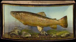 Taxidermie - Trophée de pêche - Diorama - Truite