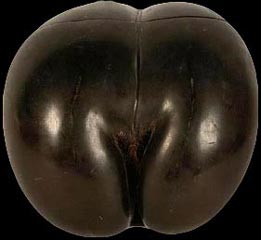 Coco-fesse - Noix du cocotier de mer