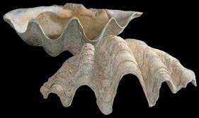 Coquillage Bénitier - Espèce protégée CITES